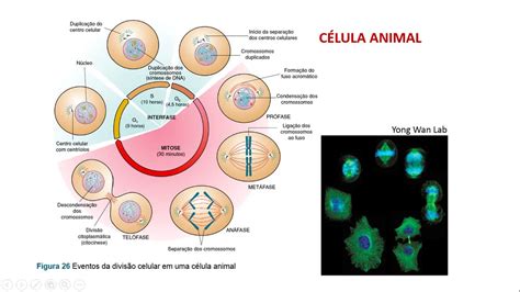 E Aulas Da Usp Aula Ciclo Celular E Mitose M Dulo