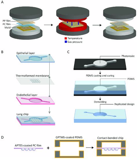 Microfabrication Of The 3d Lung On Chip Device A Fabrication Of The