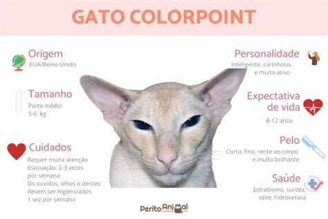 Gato COLORPOINT Guia completo da raça características e cuidados