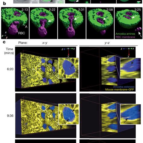 Amoebic Trogocytosis Is Predominant And Specific To Live Human Cells Download Scientific