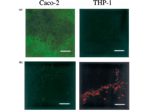 Selective Staining Of Caco Cells And Thp Cells By The Specific