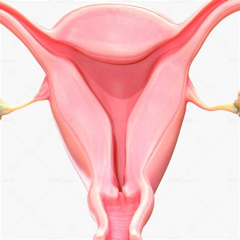 Female Reproductive System 3d Model