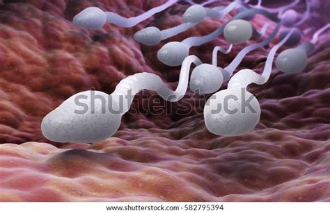 Male Sperm Cells 3d Illustration Stock Illustration 582795394