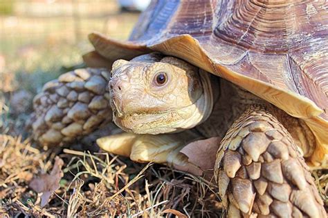 All About The African Sulcata Tortoise Owlcation