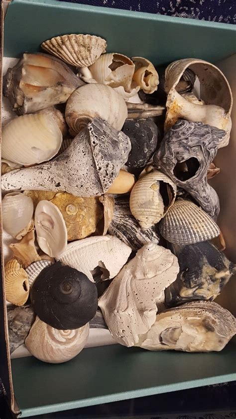 Good Finds From Ocracoke Island Nc Ocracoke Island Sea Shells Ocracoke