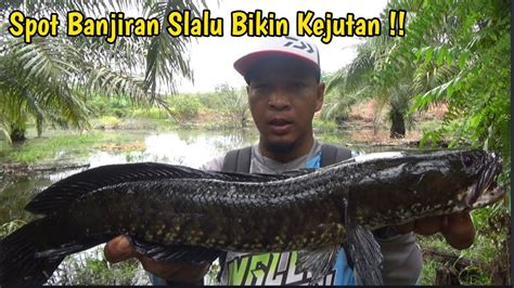 Spot Banjiran Slalu Bikin Kejutan Mancing Gabus Babon Shimano