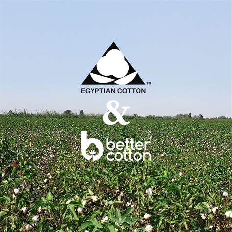 Better Cotton And Cotton Egypt Association Forge New Strategic