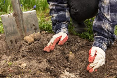 Farmer Hands Planting Germinating Potatoes In Soil In Garden Growth