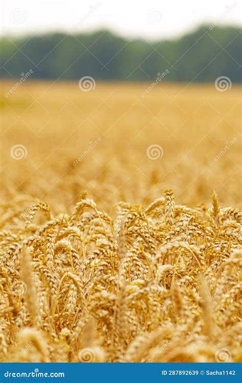 Gold Wheat Field Crops Field Selective Focus Stock Illustration