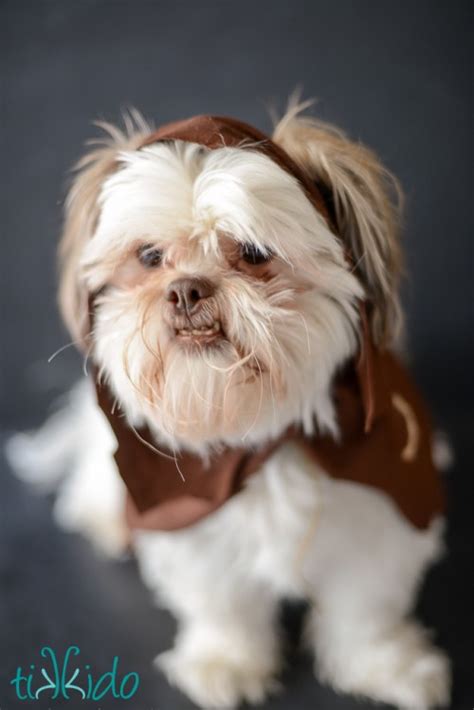 Fun DIY Ewok No Sew Dog Costume - Shelterness