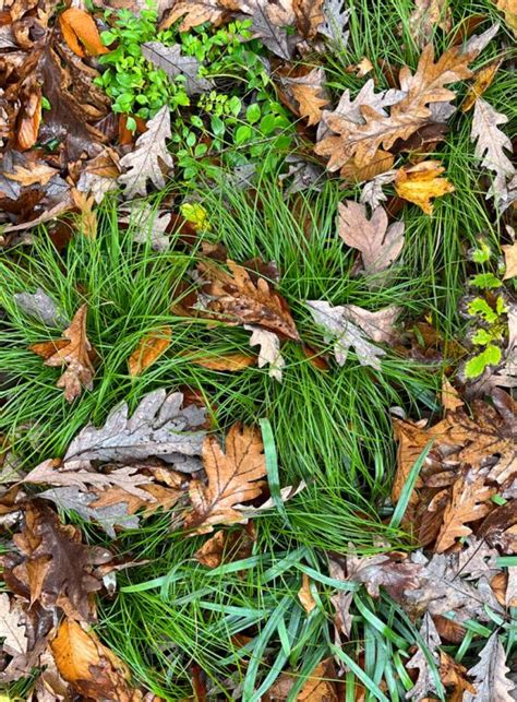 Carex Socialis Low Woodland Sedge Prairie Moon Nursery