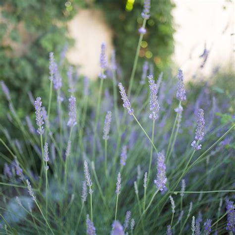 Phenomenal Lavender For Sale Online The Greenhouse