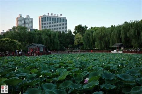 郑州紫荆山公园荷花盛开霸屏夏日，市民不惧高温桑拿天前来打卡 财经头条