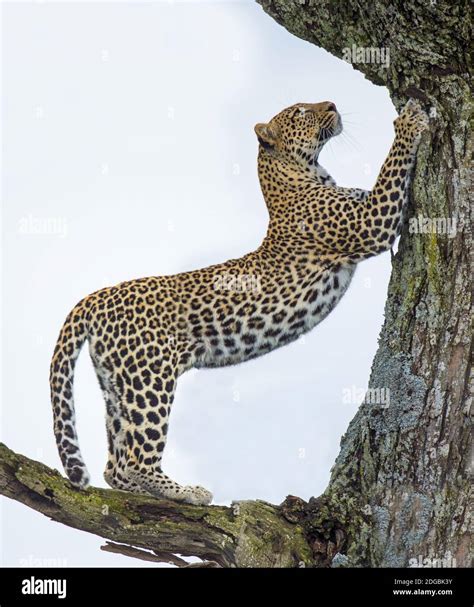 Leopard Panthera Pardus Climbing A Tree Ndutu Ngorongoro