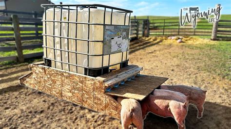 Make A Pig Feeder From An Ibc Tote And Waterer From Pvc Youtube