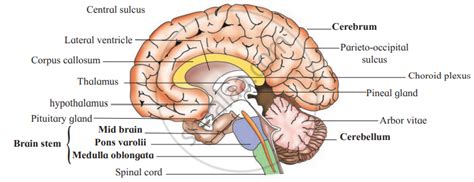 With The Help Of A Labelled Diagram Of Lateral View Of Cerebrum Describe The Structure