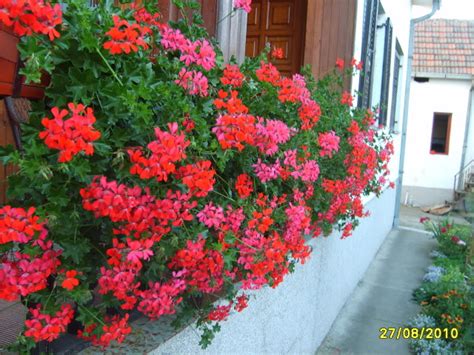 Sobno I Baštensko Cveće Viseća Muškatla Pelargonium Peltatum