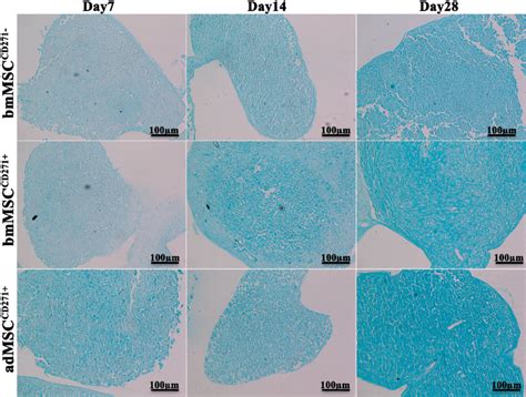 Alcian Blue Staining Of Bmmsc Cd271− Bmmsc Cd271 And Admsc Cd271