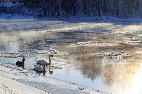 Swans Winter River - Free photo on Pixabay - Pixabay