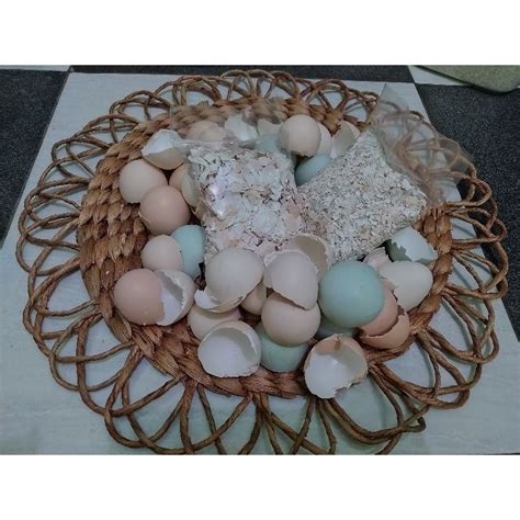 Jual Cangkang telur/kulit telur/cangkang telur ayam kampung campuran ...