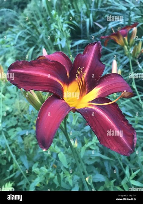 Burgundy Flower Hi Res Stock Photography And Images Alamy