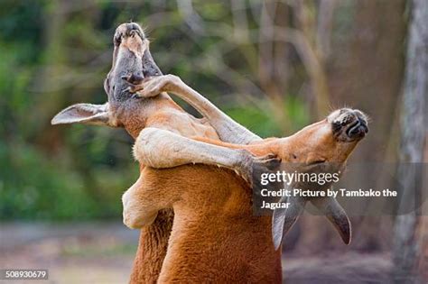 262 Kangaroo Fighting Stock Photos, High-Res Pictures, and Images ...