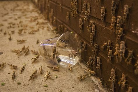 Las Vegas’ 2019 Grasshopper Invasion Explained Local Las Vegas Local