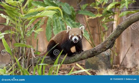 Red Panda stock photo. Image of ailuridae, animal, arboreal - 15436020