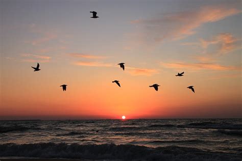 Flying Seagulls Sunrise Free Photo On Pixabay