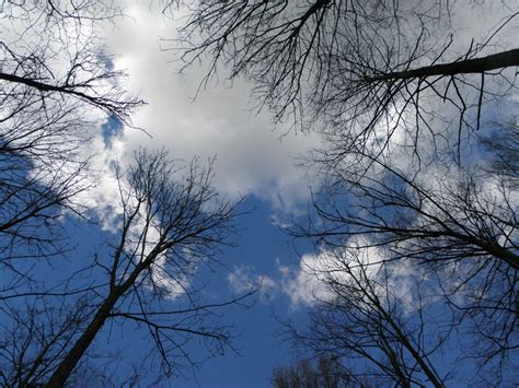 Free Images Tree Nature Forest Branch Snow Winter Cloud Sky