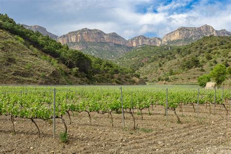 D O Q Priorat CELLER DE REUS