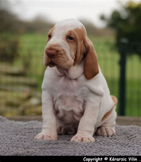 Chiot Elevage du Domaine de Kérarzic Vilin eleveur de chiens Braque