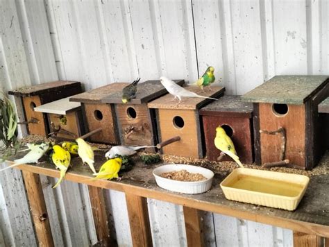 Budgerigar Nutrition - The Budgerigar Council of South Australia