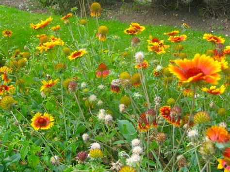 Blanket Flower Seeds Gaillardia Aristata — Northwest Meadowscapes