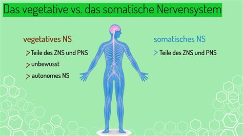 Arbeitsblatt Für Das Gehirn Des Zentralen Nervensystems