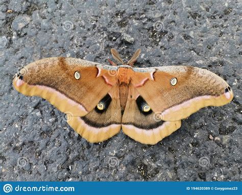 Beautiful Picture of a Polyphemus Moth Stock Image - Image of ...