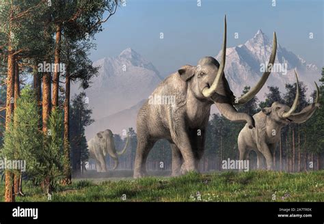 The Columbian Mammoth Is An Extinct Animal That Inhabited Warmer