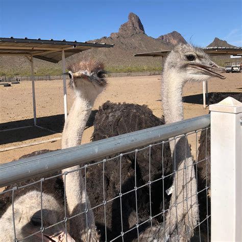 Rooster Cogburn Ostrich Ranch in Picacho, AZ (14 Photos)