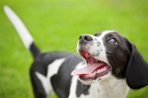 Por Qu Mi Perro Mueve La Cola Cuando Me Ve Soy Un Perro