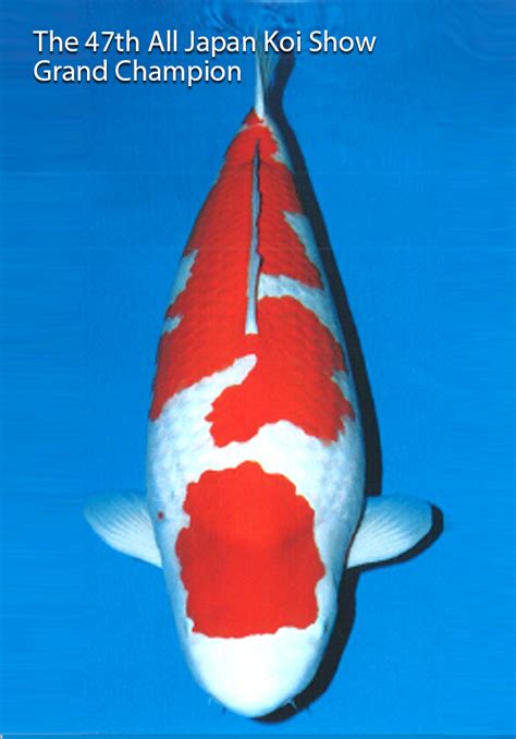 Large Dainichi Kohaku Special Auction Archives Kodama Koi Farm