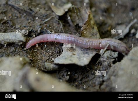 Lumbricus Terrestris Hi Res Stock Photography And Images Alamy