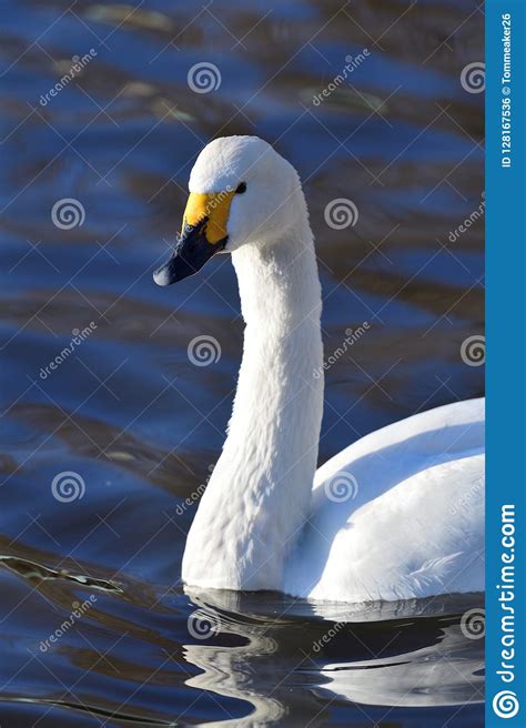 Tundra Swan Cygnus Columbianus Stock Photo Image Of Swan Nature