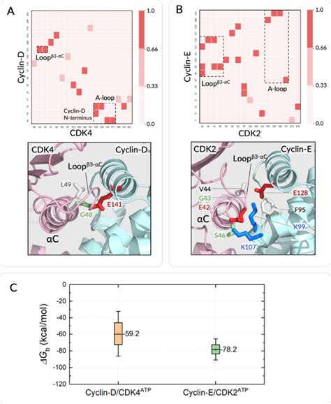 Differential Interaction Profiles Between Cdks And Their Respective Download Scientific Diagram