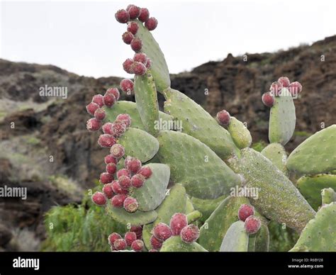 Silueta De Cactus Fotografías E Imágenes De Alta Resolución Alamy