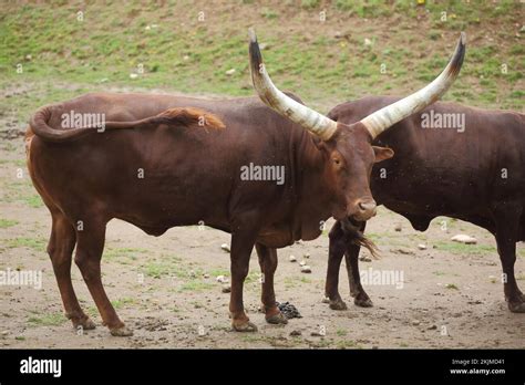 Watussi cattle (Bos primigenius hahni), horns, long, large, ancole ...