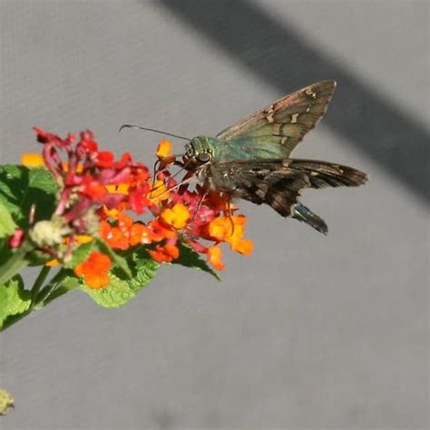 Long Tailed Skipper Urbanus Proteus Bugguide Net