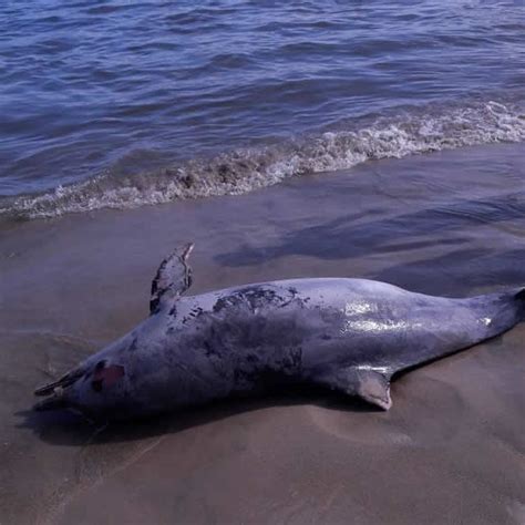 Golfinho é encontrado morto no mar de Angra dos Reis Sul do Rio e