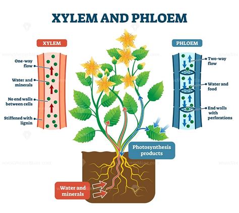 Xylem and phloem water and minerals transportation system outline ...