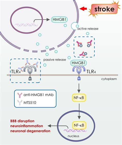 Schematic Illustration Of Function Of Hmgb1 Or Tlr4 In The Pathology Of