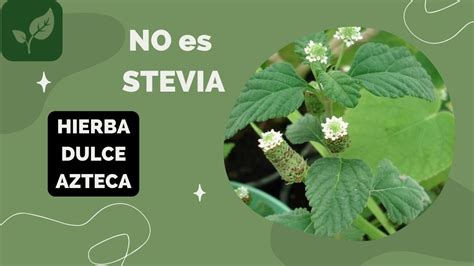 No Es Stevia Es Hierba Dulce Azteca Youtube